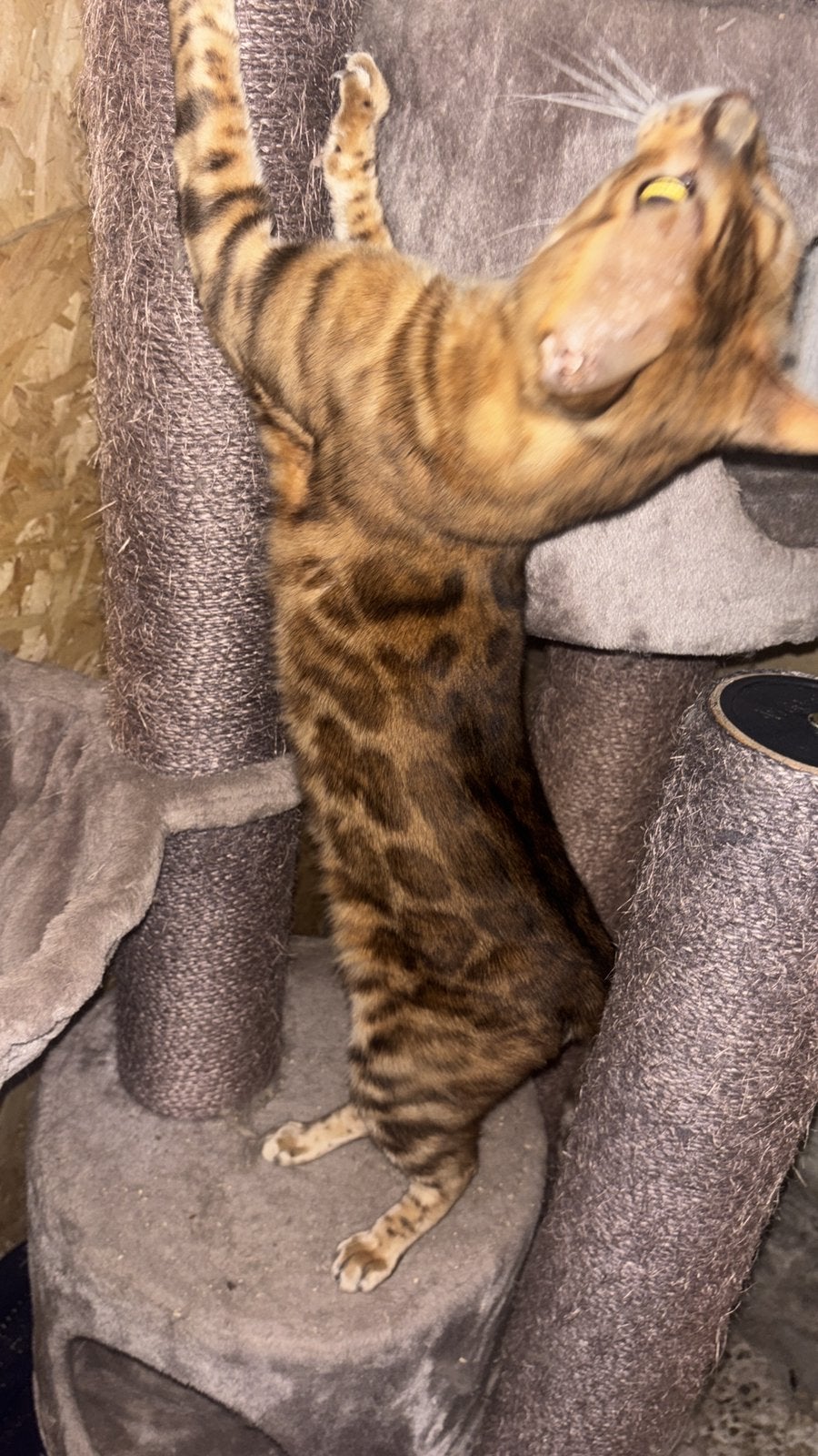 Bengaal dekkater, Dieren en Toebehoren, Katten en Kittens | Dekkaters, 3 tot 5 jaar