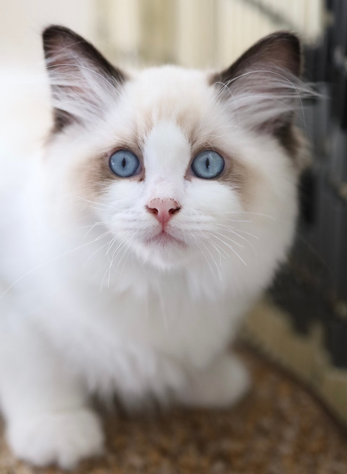 Ragdoll kitten met stamboom, Dieren en Toebehoren, Meerdere dieren, Met stamboom