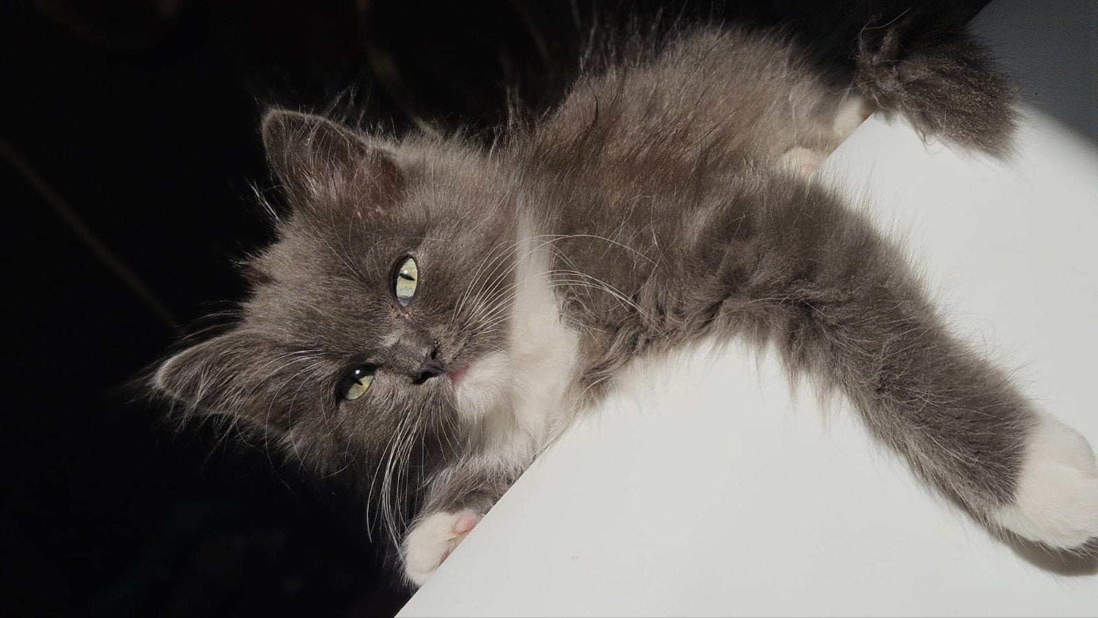 ragdoll x britse langhaar kittens, Dieren en Toebehoren, Katten en Kittens | Raskatten | Langhaar, Meerdere dieren, Ontwormd, 0 tot 2 jaar