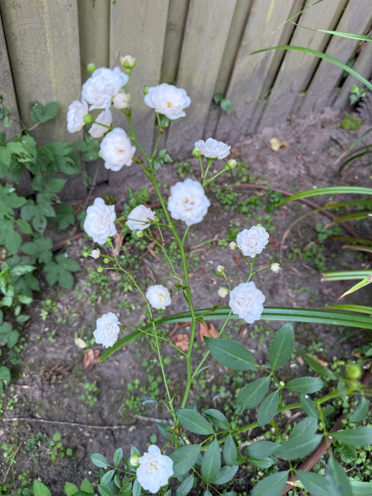 Miniatuur roos Witte Fairy (of vergelijkbare roos)  4 stuks, Tuin en Terras, Planten | Tuinplanten, Ophalen, Bodembedekkers, Volle zon