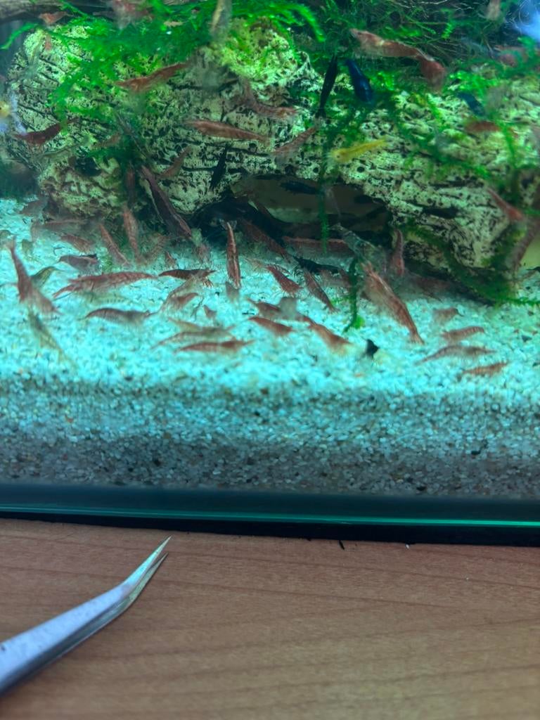 Rode garnalen, Dieren en Toebehoren, Vissen | Aquariumvissen, Kreeft, Krab of Garnaal
