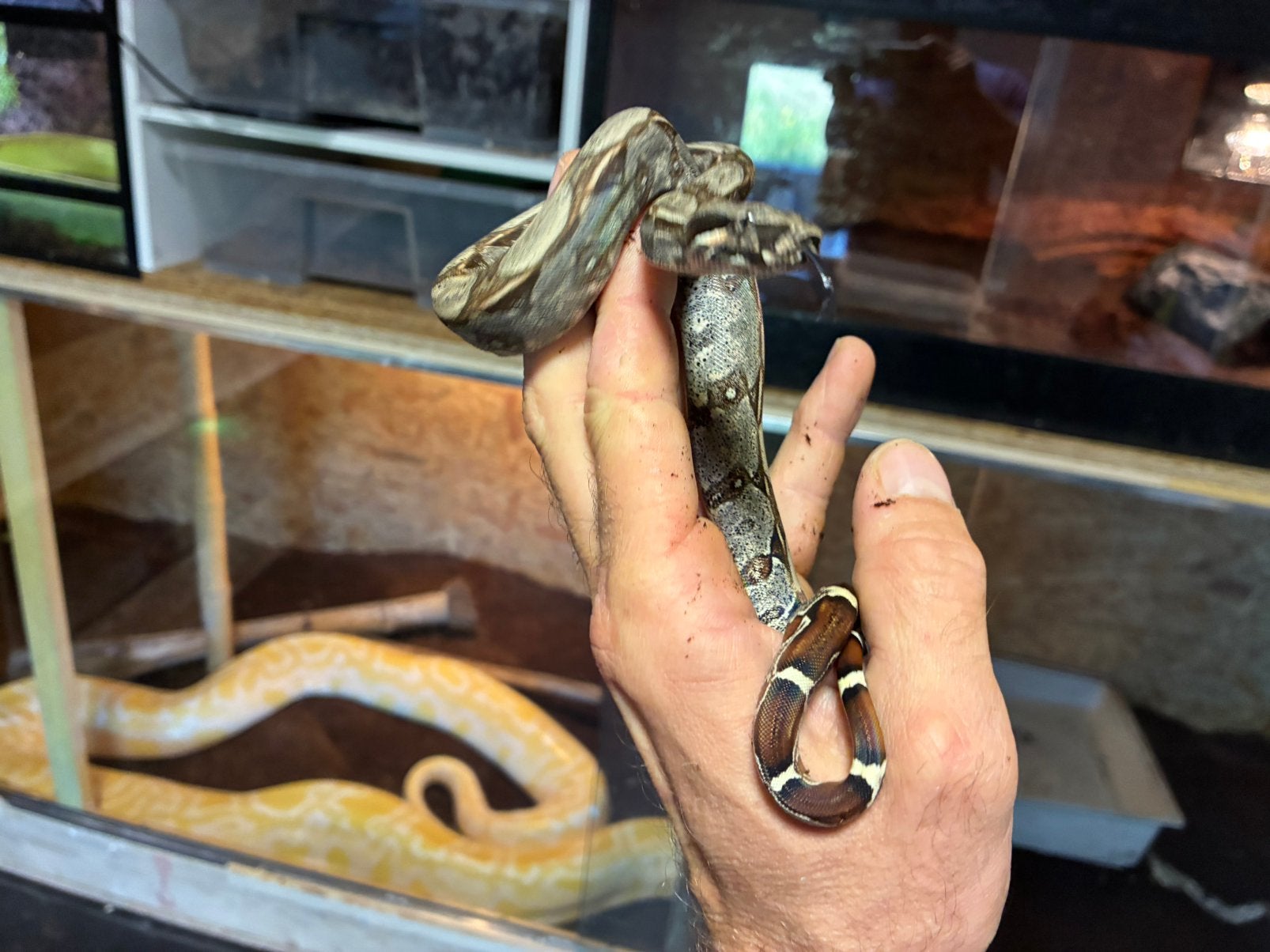 Boa constrictor Roodstaartboa Boa Constrictor photo 3