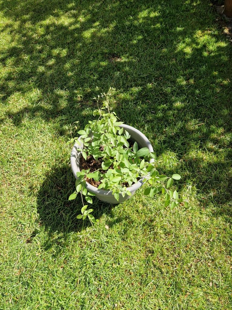 Clematis Justa, Ophalen, Overige soorten, Minder dan 100 cm