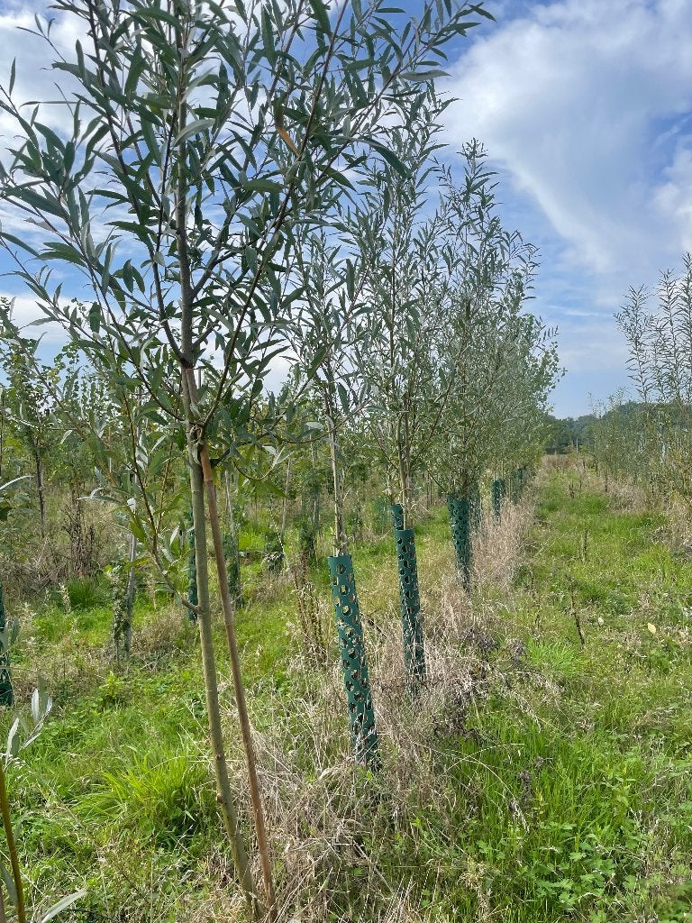 Haag bomen, Ophalen, Bloeit niet, Volle zon, Overige soorten