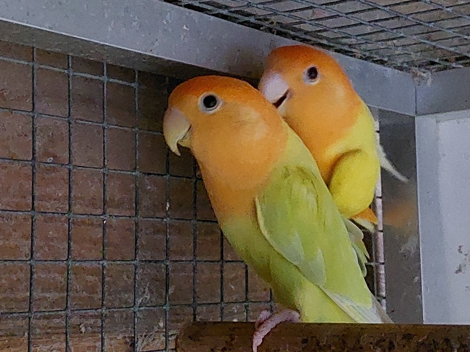 kweek koppel agapornis roseicollis, Dieren en Toebehoren