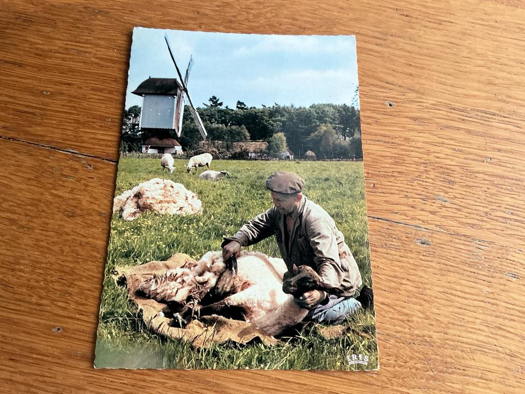 1071 molen Bokrijk openluchtmuseum schapen scheren, Ophalen of Verzenden
