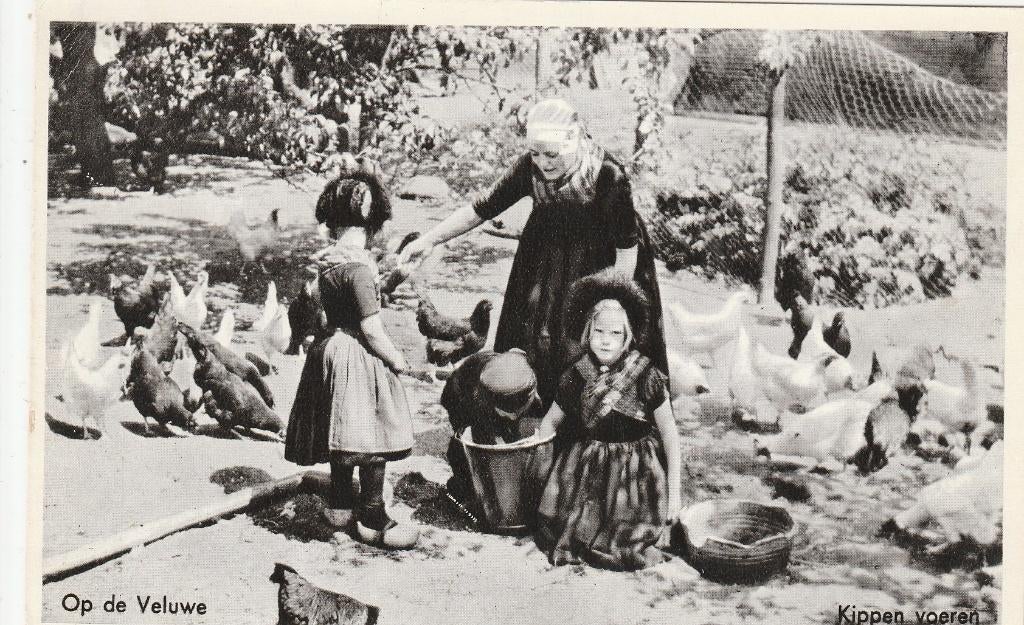 veluwe- kippen voeren, Ophalen of Verzenden, 1940 tot 1960, Gelderland