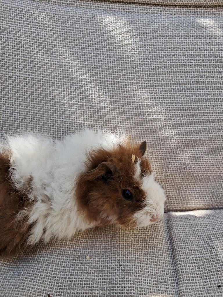Cavia baby's ( ruilen of kopen), Dieren en Toebehoren, Knaagdieren, April, Meerdere dieren, Cavia
