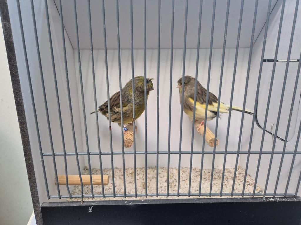 Koppel gloster kanaries, Dieren en Toebehoren, Vogels | Kanaries, Meerdere dieren