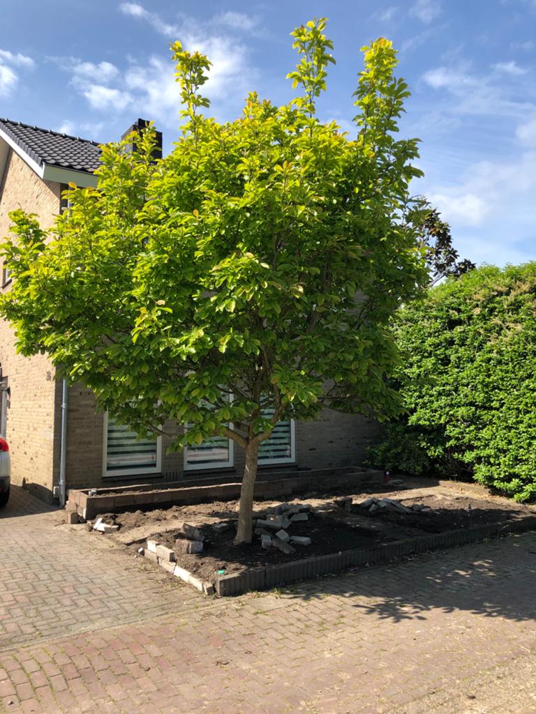 Magnolia Prachtige boom voor uw tuin, Tuin en Terras, Overige soorten, Lente, 250 tot 400 cm, Ophalen
