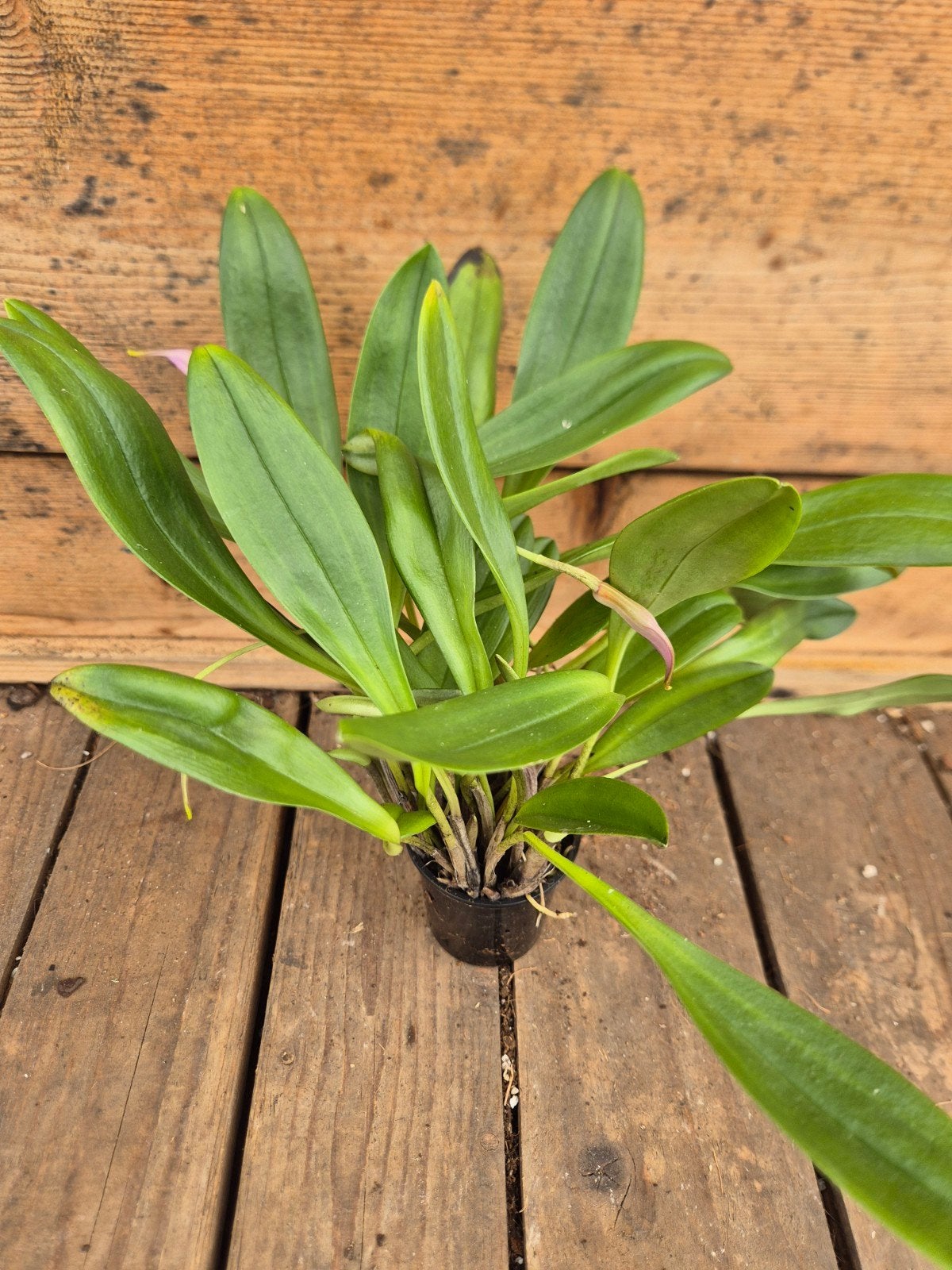 Orchidee Masdevallia p6 (5), Ophalen of Verzenden, Halfschaduw, Minder dan 100 cm