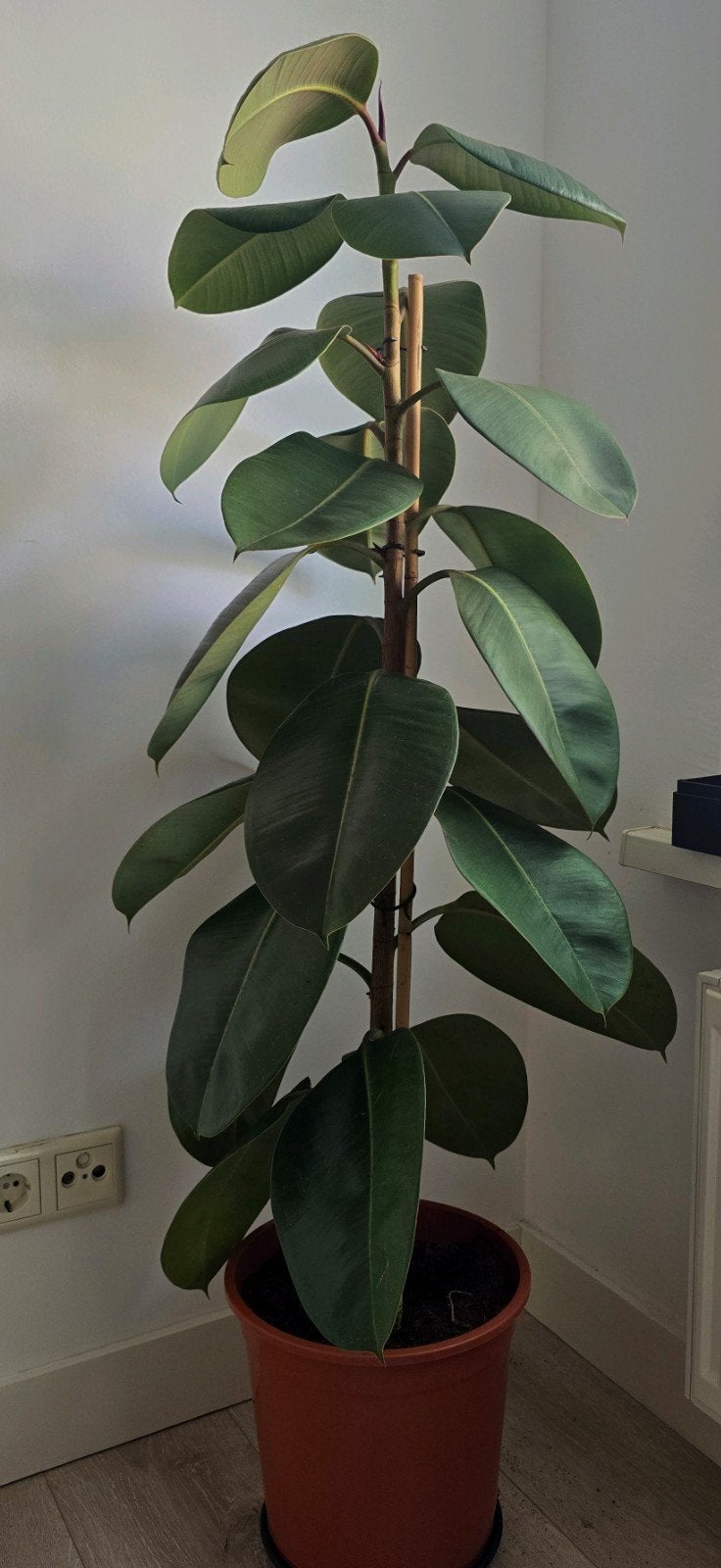 Grote Ficus Elastica (Rubberplant) - 100 cm, Ophalen of Verzenden, Ficus, Halfschaduw, Minder dan 100 cm