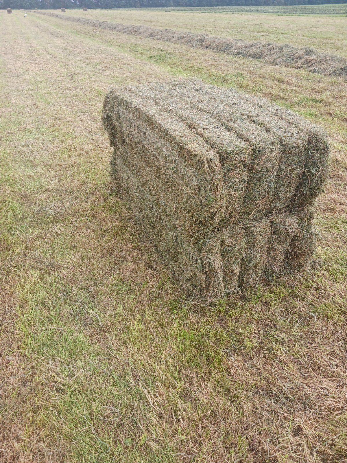 Geschikt voor paarden!, Dieren en Toebehoren, Ophalen of Verzenden, Vee