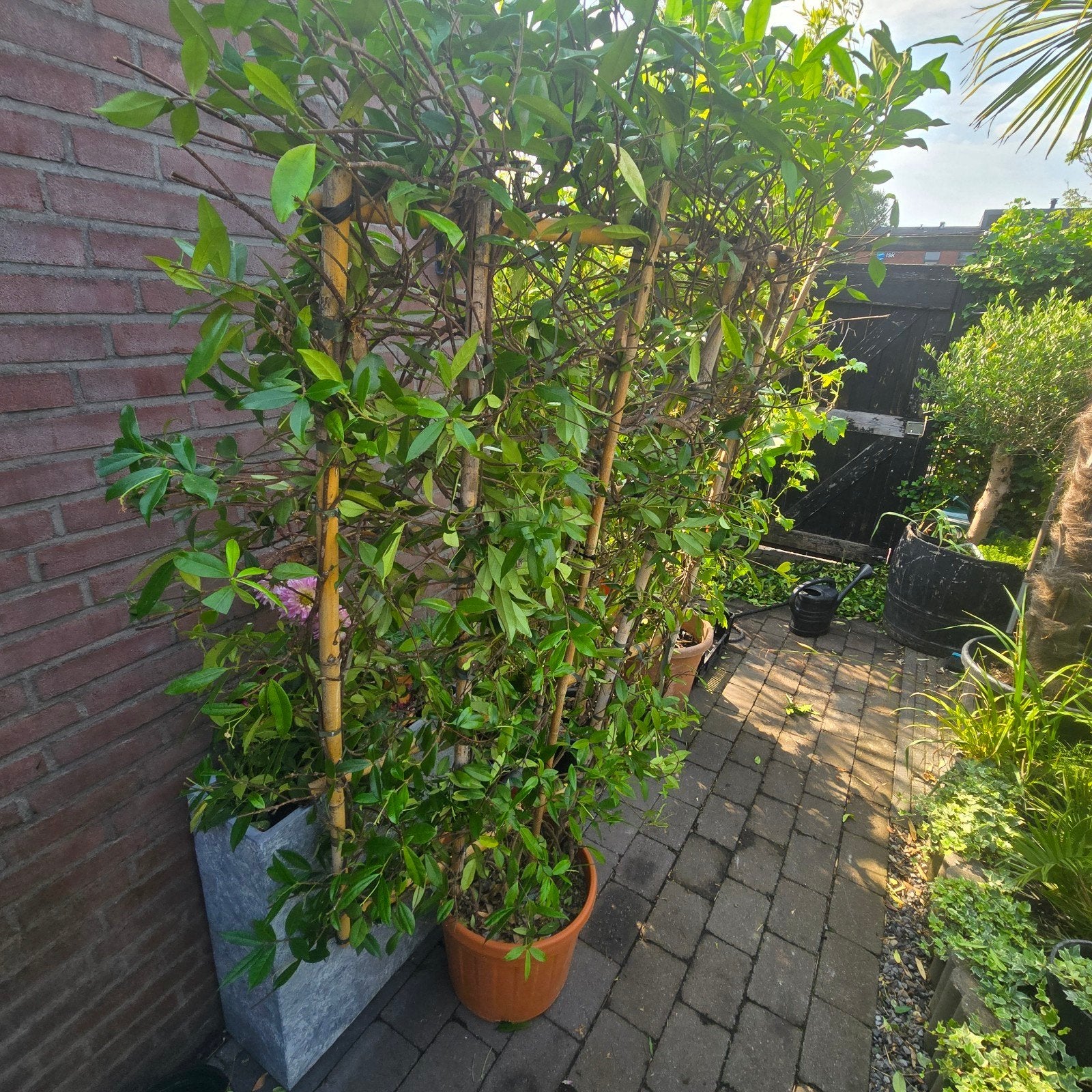 Prachtige Toscaanse Jasmijn op bamboerek (Groenblijvend), Ophalen, Overige soorten, 100 tot 250 cm