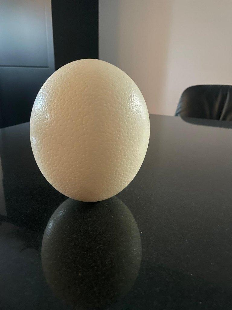 Struisvogel ei, Ophalen of Verzenden, Natuurlijk materiaal, Wit, Landelijk