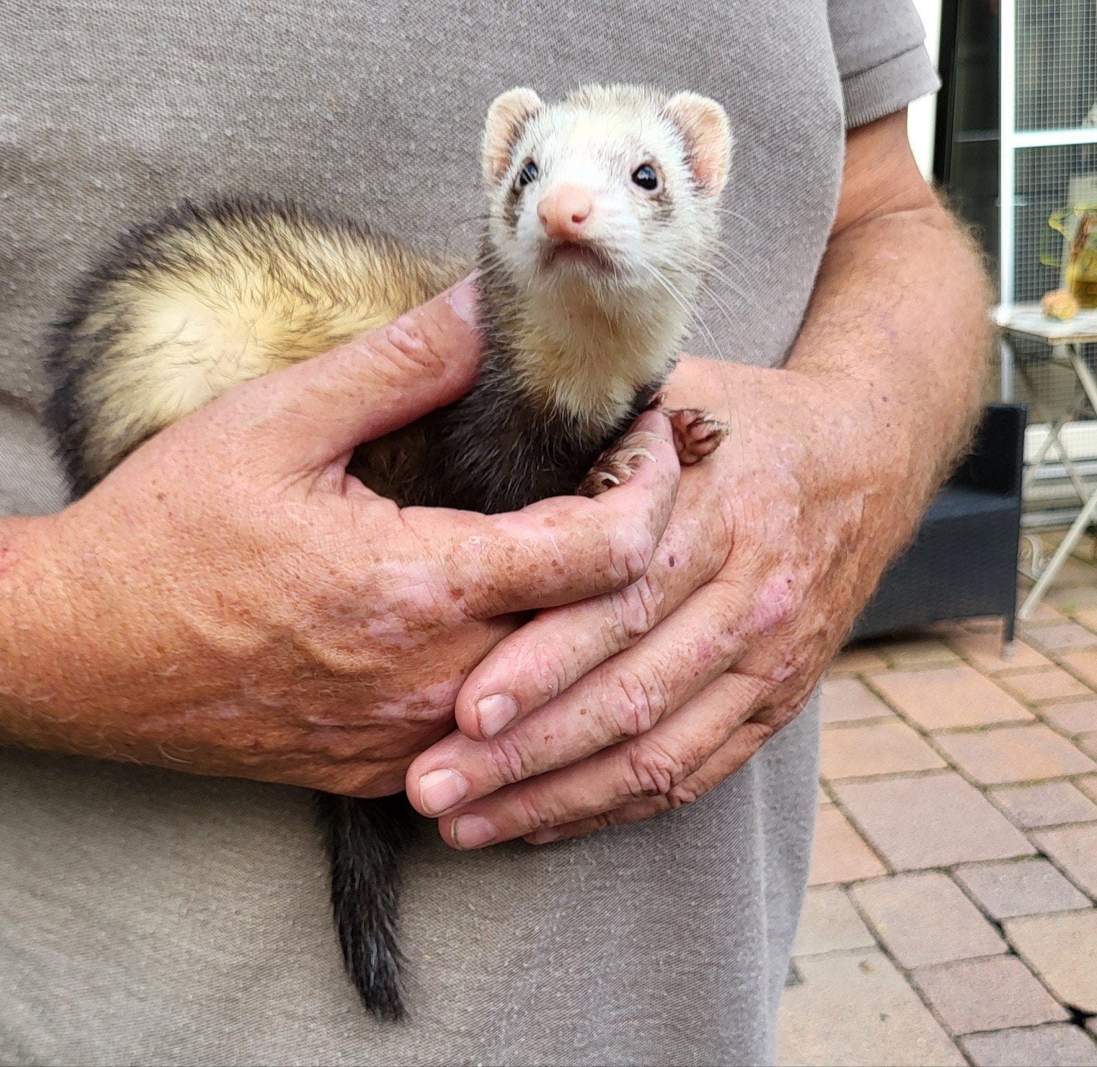 gezocht: fret. mannelijk micro., Dieren en Toebehoren, April, Mannelijk