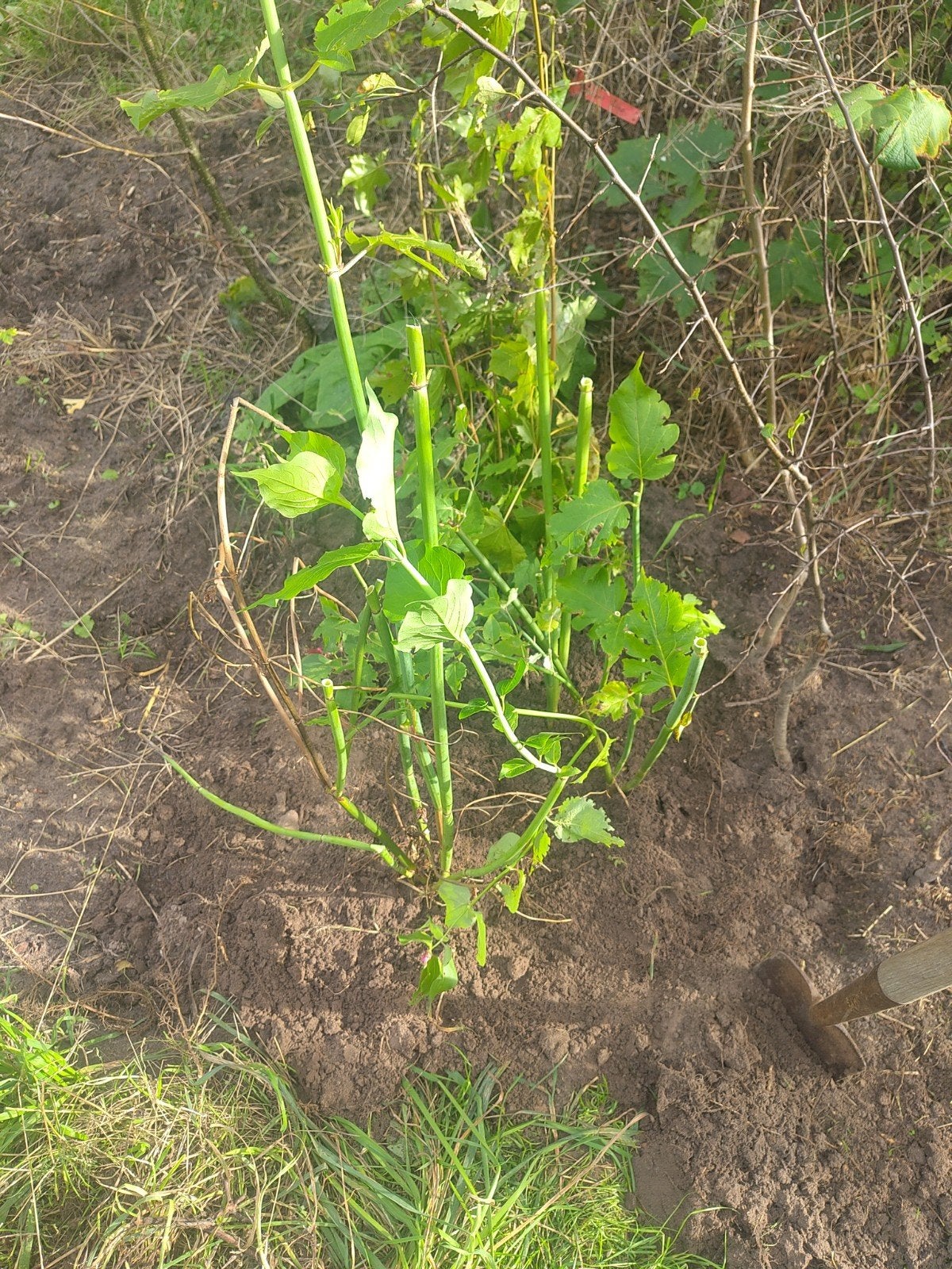 Fazantenbes oftewel grootmoeders oorbel, Ophalen of Verzenden, Herfst, Fruitplanten, Halfschaduw