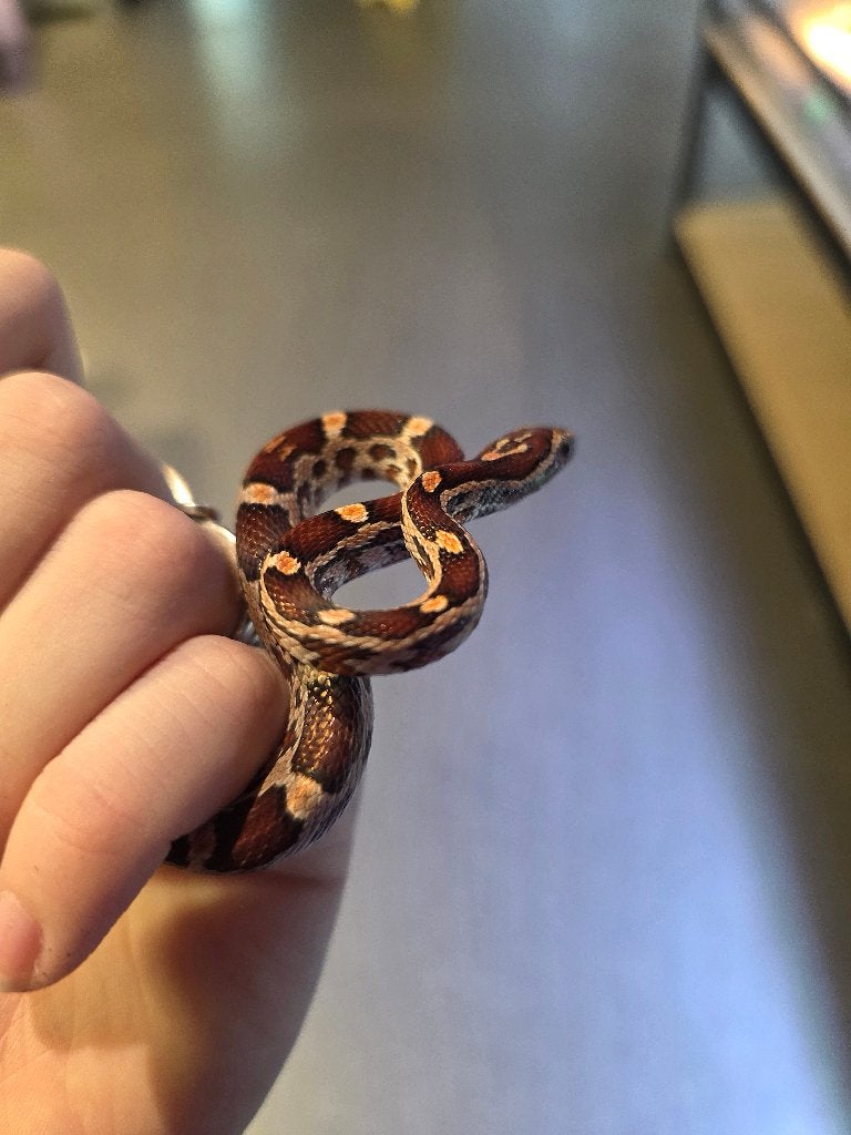 jonge rattenslangen Rat Snake photo 2