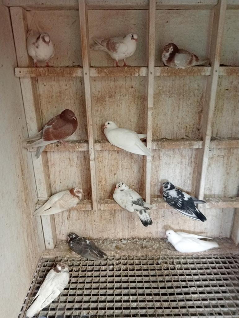 Kumrus/Fluitduiven, Meerdere dieren, Overige soorten