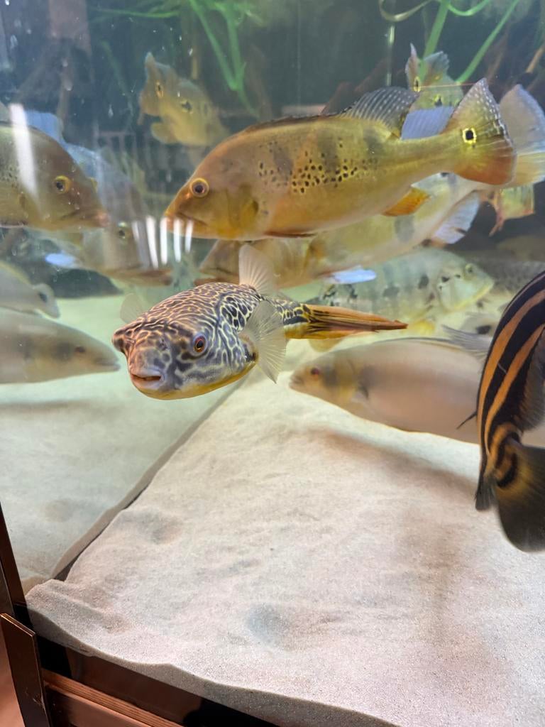 Mbu tetraodon, Dieren en Toebehoren, Vissen | Aquariumvissen, Vis