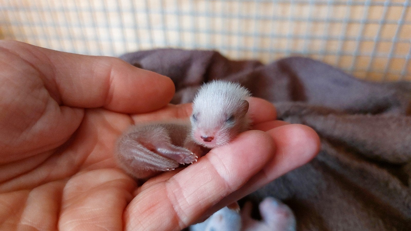 Frettenpupjes, Juli, Meerdere dieren
