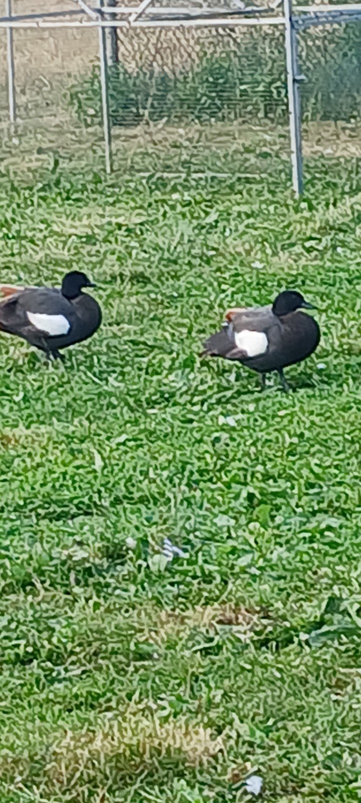 Ganzen zwanen eenden, Dieren en Toebehoren, Pluimvee, Meerdere dieren, Gans of Zwaan