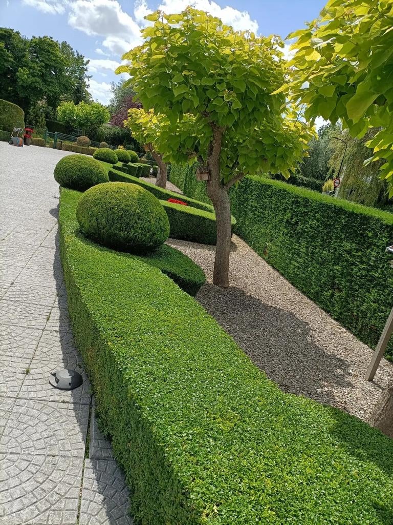 TUINMAN | HOVENIER, Diensten en Vakmensen, Tuinmannen en Stratenmakers, Garantie, Tuinontwerp