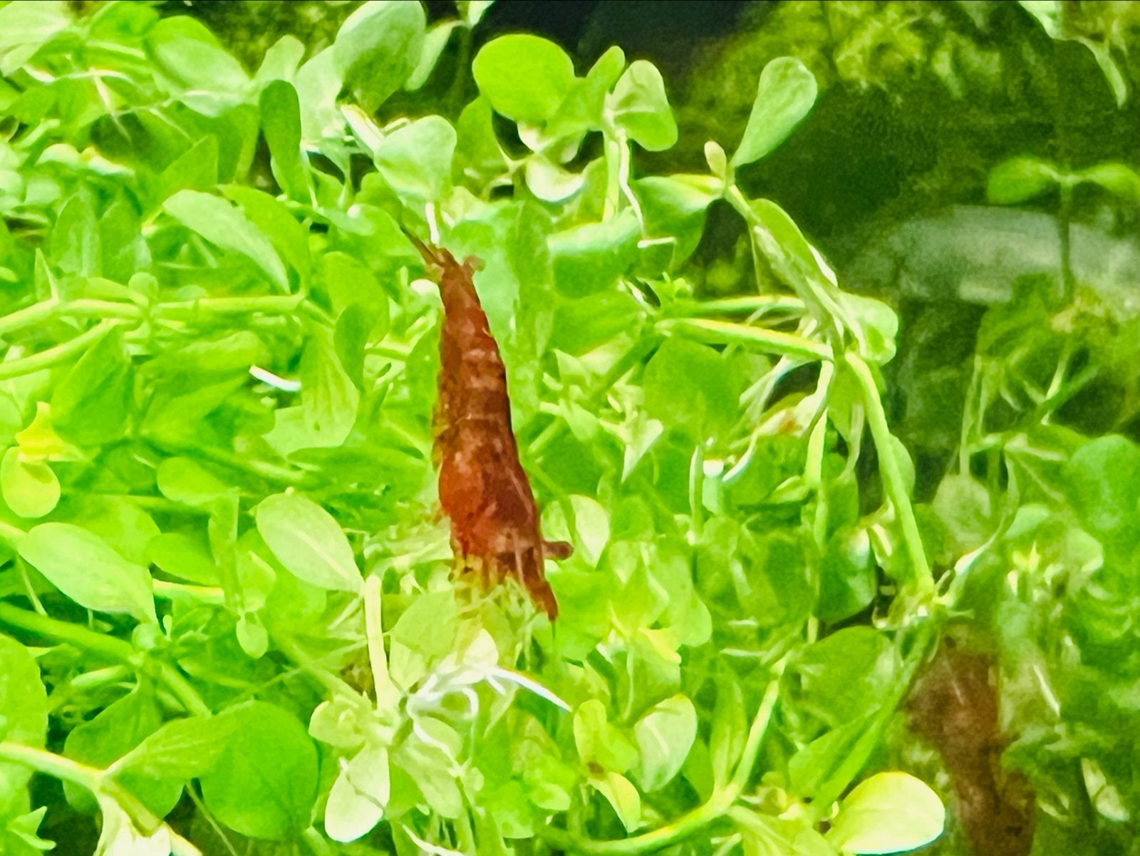 Jonge Neocaridina Garnalen 🦐 Rood “Red Cherry” 🍒Zie foto’s, Kreeft, Krab of Garnaal, Zoetwatervis, Schoolvis