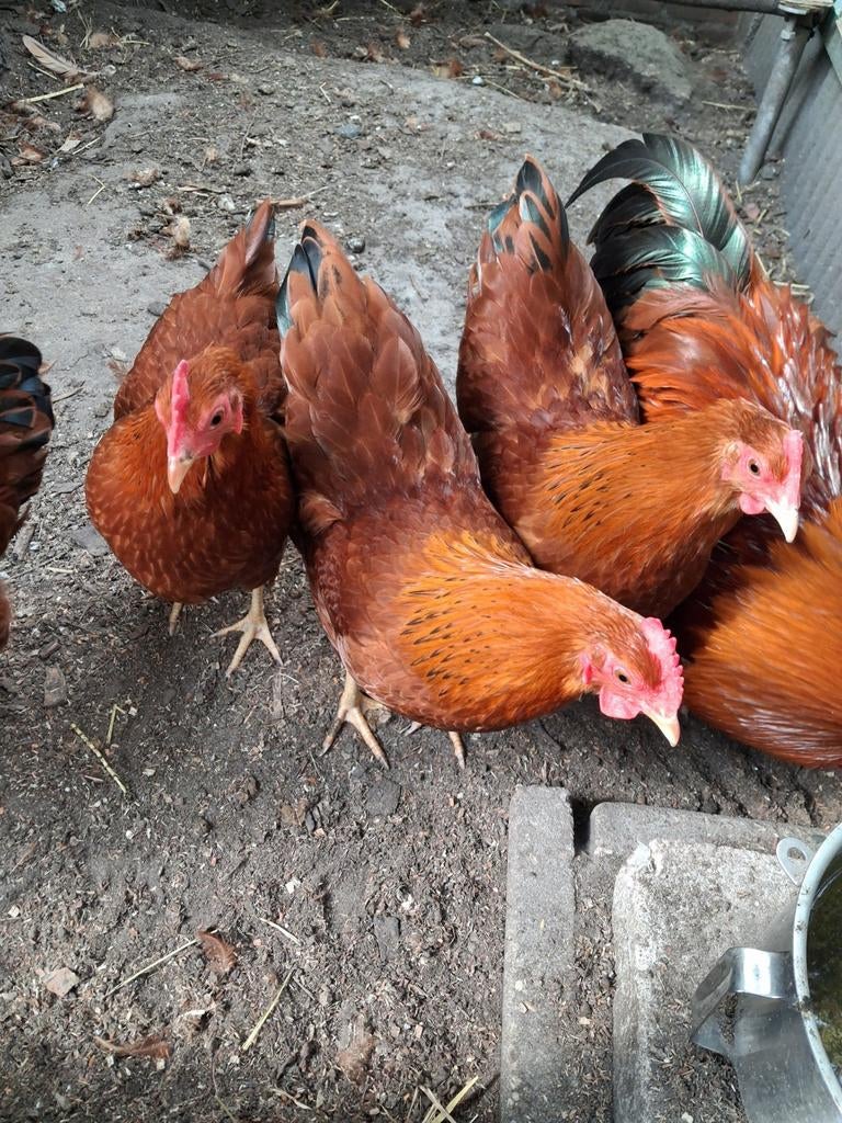Krielkippen, Dieren en Toebehoren, Pluimvee, Meerdere dieren, Kip