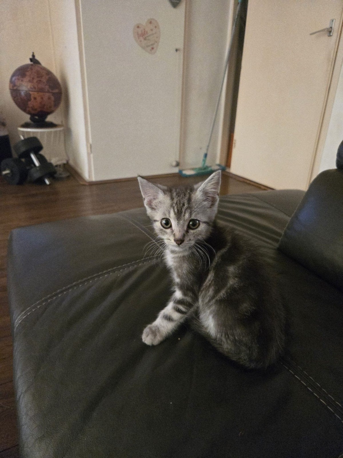 kitten mannetje 13 weekjes, Kater, 0 tot 2 jaar