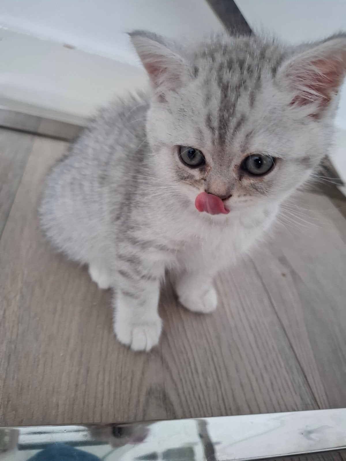 Britse Korthaar, kittens zilvergrijs en blauwgrijs, Dieren en Toebehoren, Katten en Kittens | Raskatten | Korthaar, Poes, Gechipt