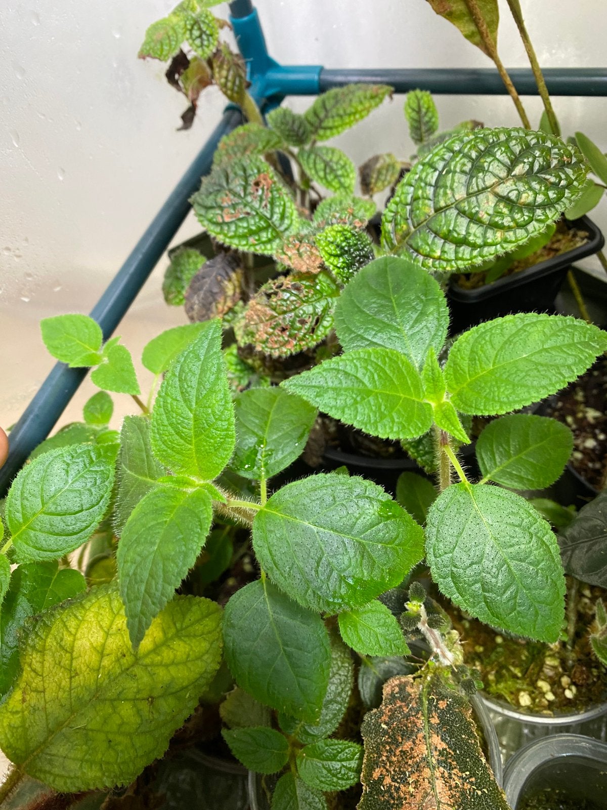 Kohleria inaequalis - rare, Ophalen of Verzenden, Halfschaduw, Minder dan 100 cm