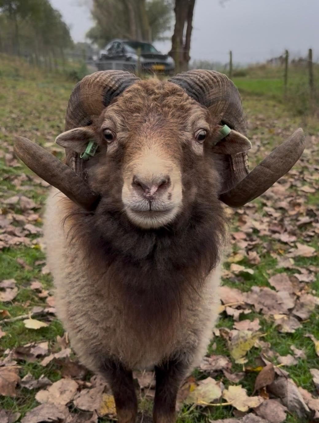 Mooie ram ouessant, Dieren en Toebehoren, Mannelijk, Schaap