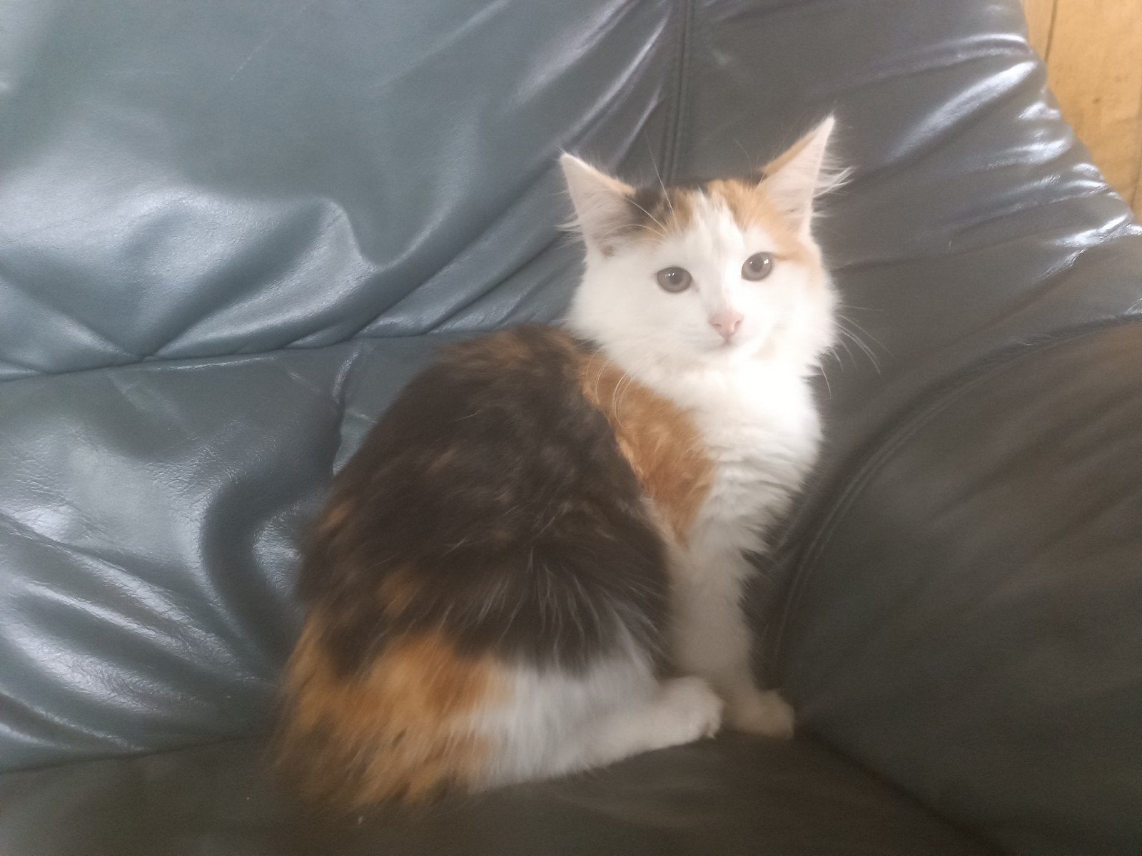 mooie lieve langharige kittens, Dieren en Toebehoren, Poes, Langharig, 0 tot 2 jaar