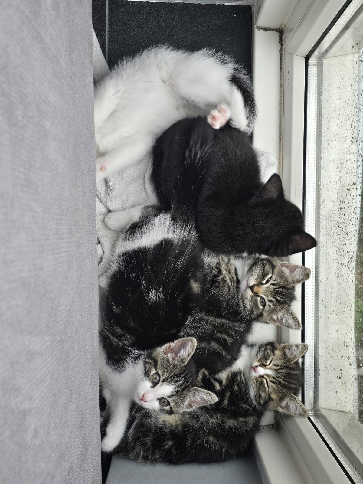 Kittens, 0 tot 2 jaar