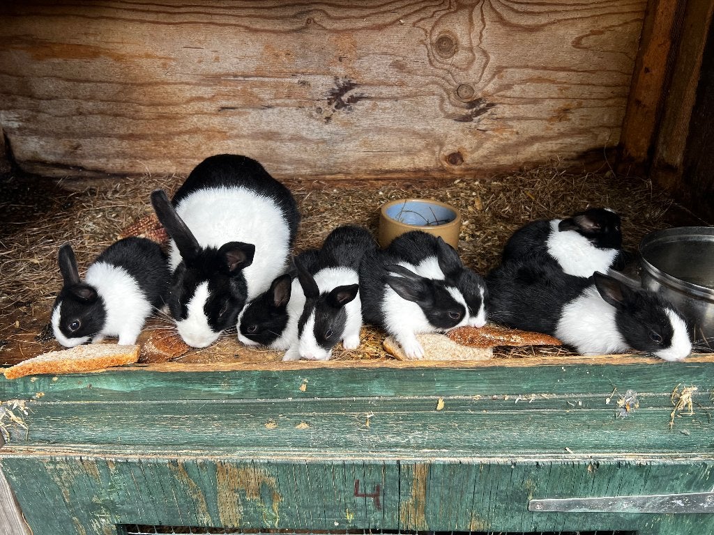 Konijnen jonge hollanders, Dieren en Toebehoren, Konijnen, Meerdere dieren, Middelgroot, 0 tot 2 jaar