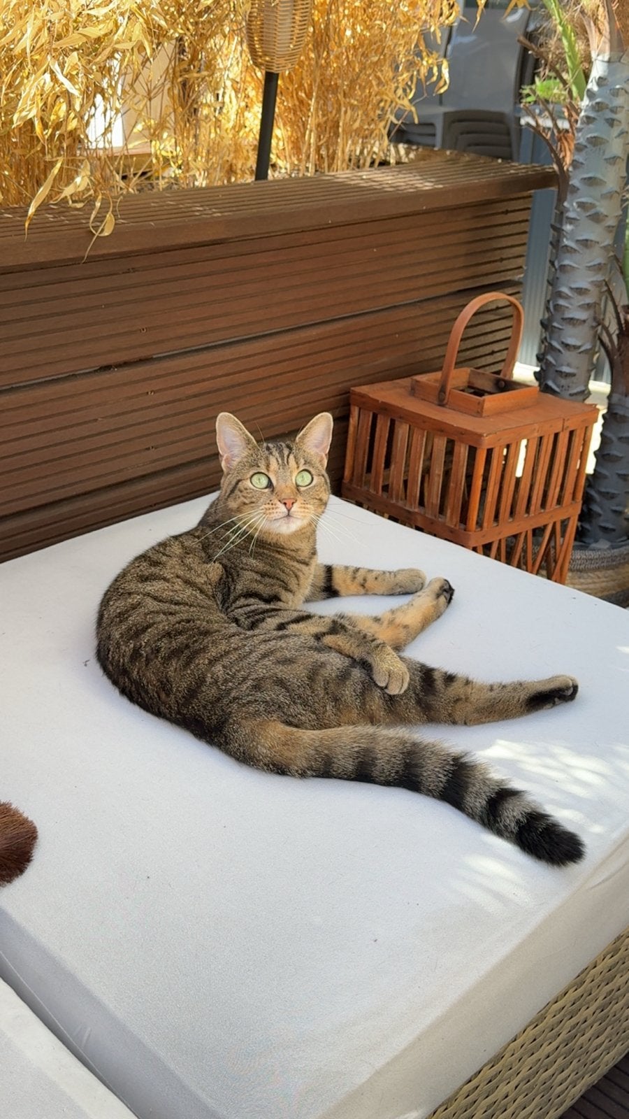 Vermsite poes pino * niet te koop**!!!, Dieren en Toebehoren
