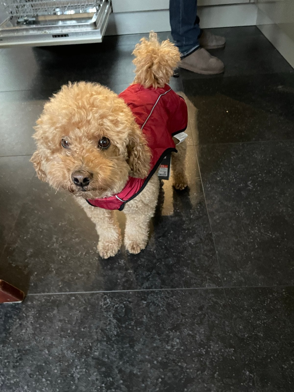 Bodywarmer hond, Ophalen of Verzenden, Zo goed als nieuw