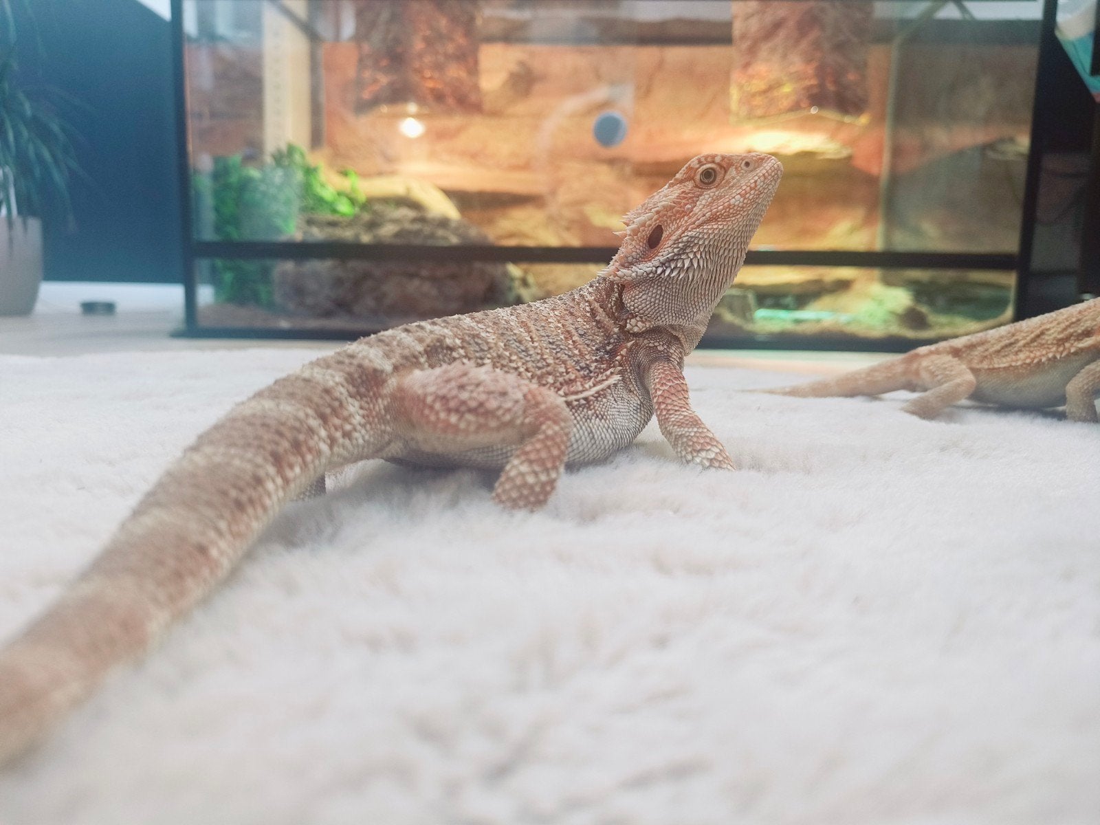 Baardagaam Man Hypo Bearded Dragon - male for sale from Justin