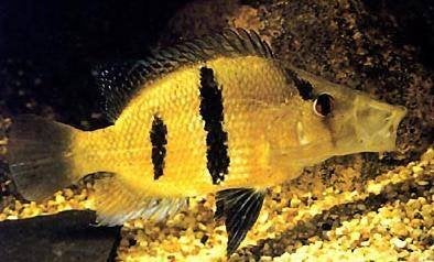 Zuid Amerikaanse Cichliden: Caquetaia myersi, Vis, Zoetwatervis