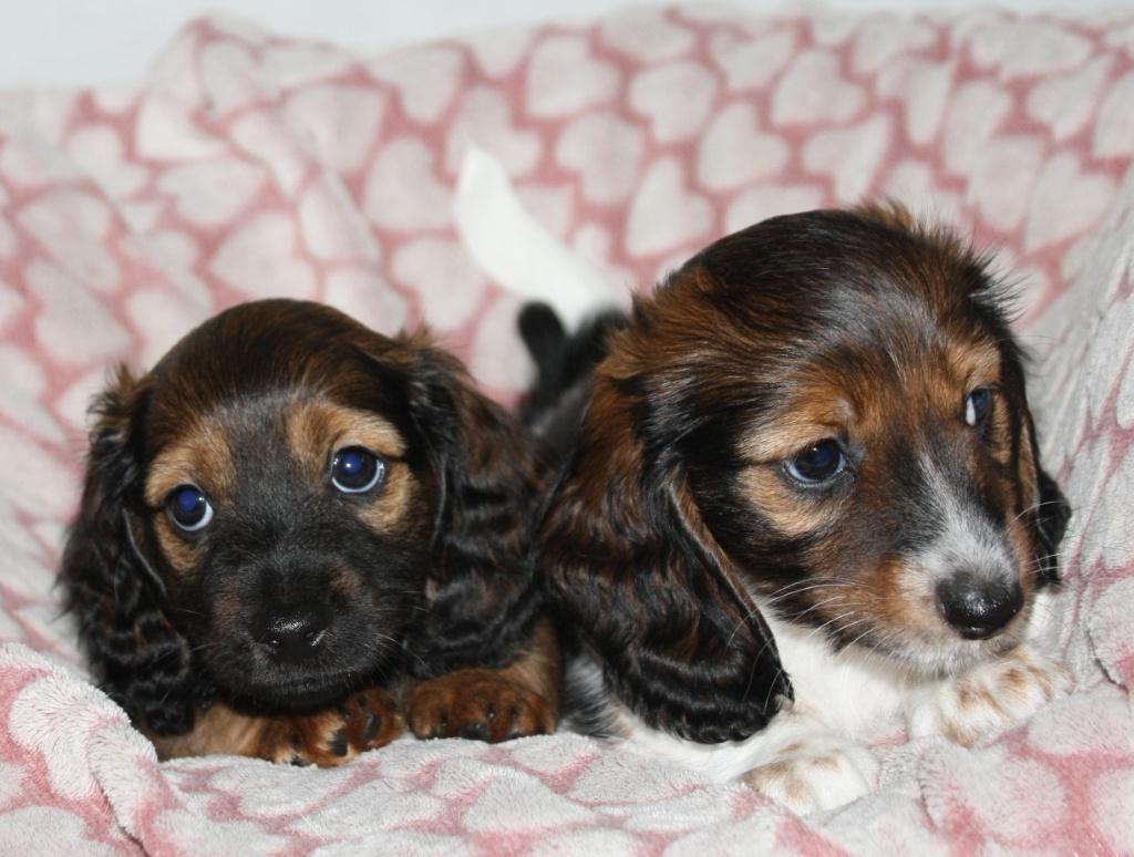 Langharige dwergteckel pups (2 reutjes), Parvo, Reu, 8 tot 15 weken, Dwerg