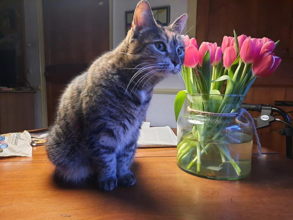 Poes Trijntje zoekt een nieuw huis!, Dieren en Toebehoren, Katten en Kittens | Raskatten | Langhaar, Poes, Ingeënt