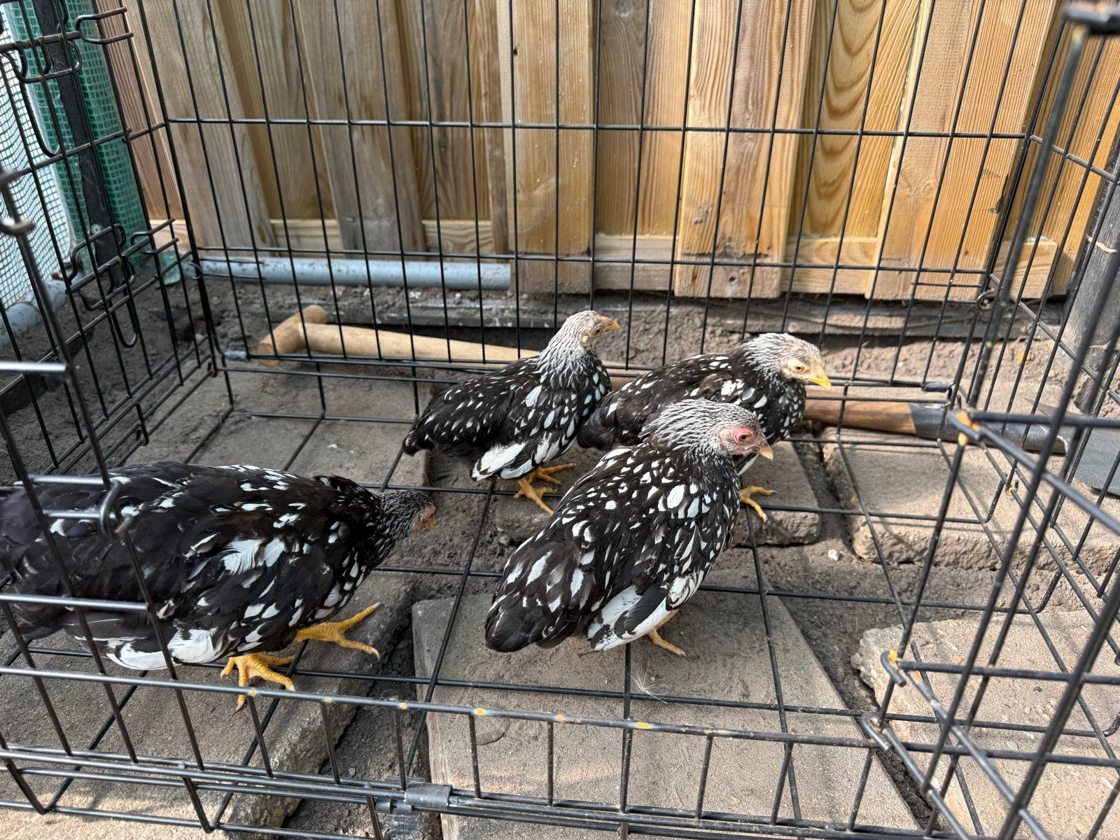 4 stuks Wyandotte krieltjes, Dieren en Toebehoren, Kip