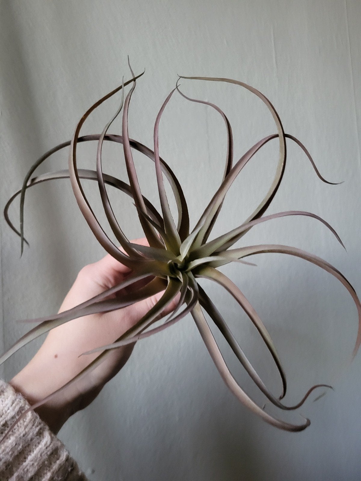 Tillandsia luchtplant, Ophalen of Verzenden, Nieuw