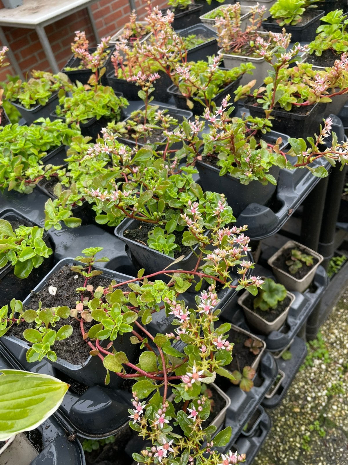 Verse Portulaca plantjes - Ideaal voor tuin en balkon, Tuin en Terras, Planten | Tuinplanten, Vaste plant, Volledige schaduw, Zomer