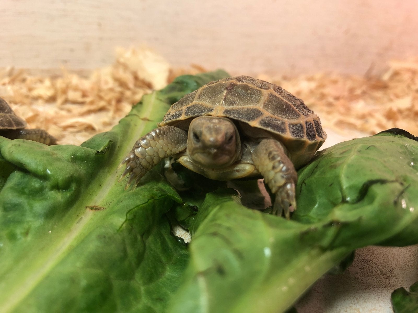 Landschildpad Vierteen Agrionemys Horsfieldi Tortoise - unknown for sale from Nieuwendijk