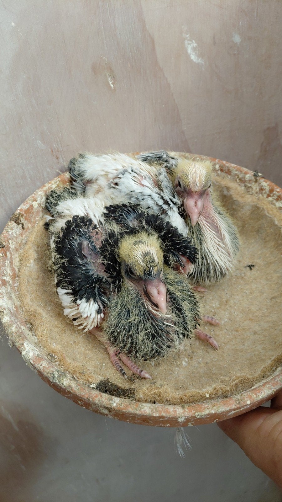 2 mooie piepers goed geteeld, Dieren en Toebehoren, Geslacht onbekend, Kropper