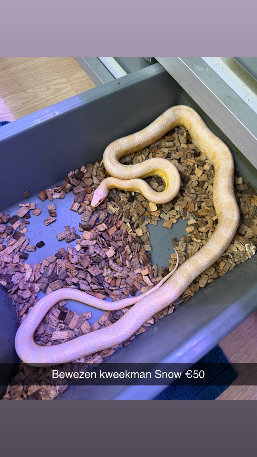 Rattenslangen (Hele leuke genen) (Spoed!) Rat Snake photo 4