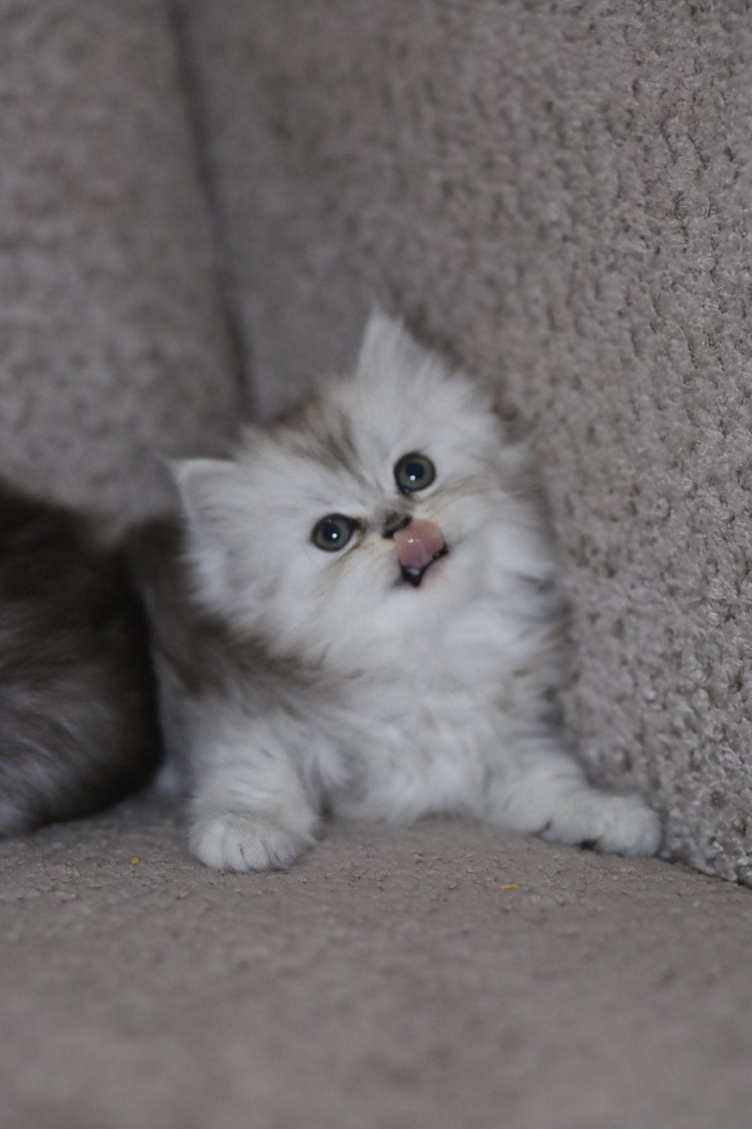 Britse laanghaar kittens, Dieren en Toebehoren, Meerdere dieren, Gechipt, 0 tot 2 jaar