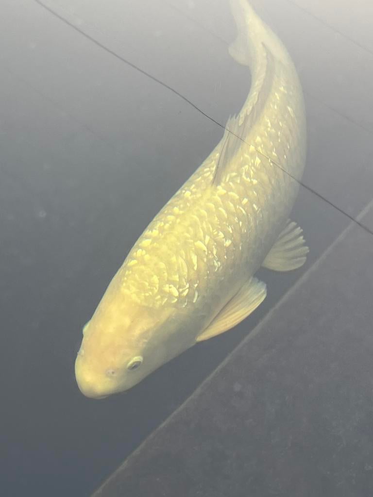 Zeer mooi Ginrin Chagoi, Karper of Koi